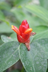 French Kiss Red Buttons Ginger, Indian Head Ginger, Costus woodsonii 'French Kiss'